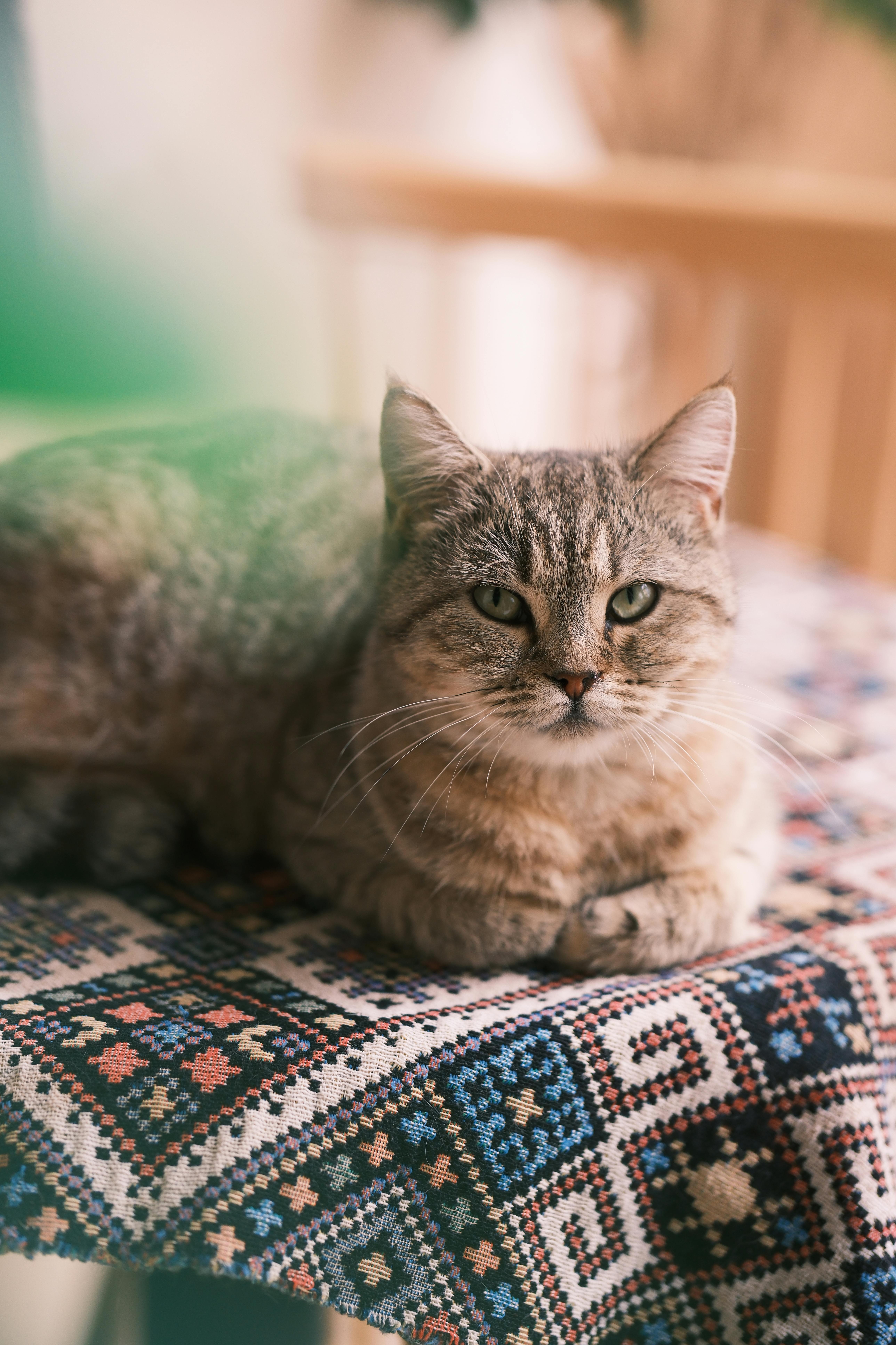 Strategies for Mice Control
