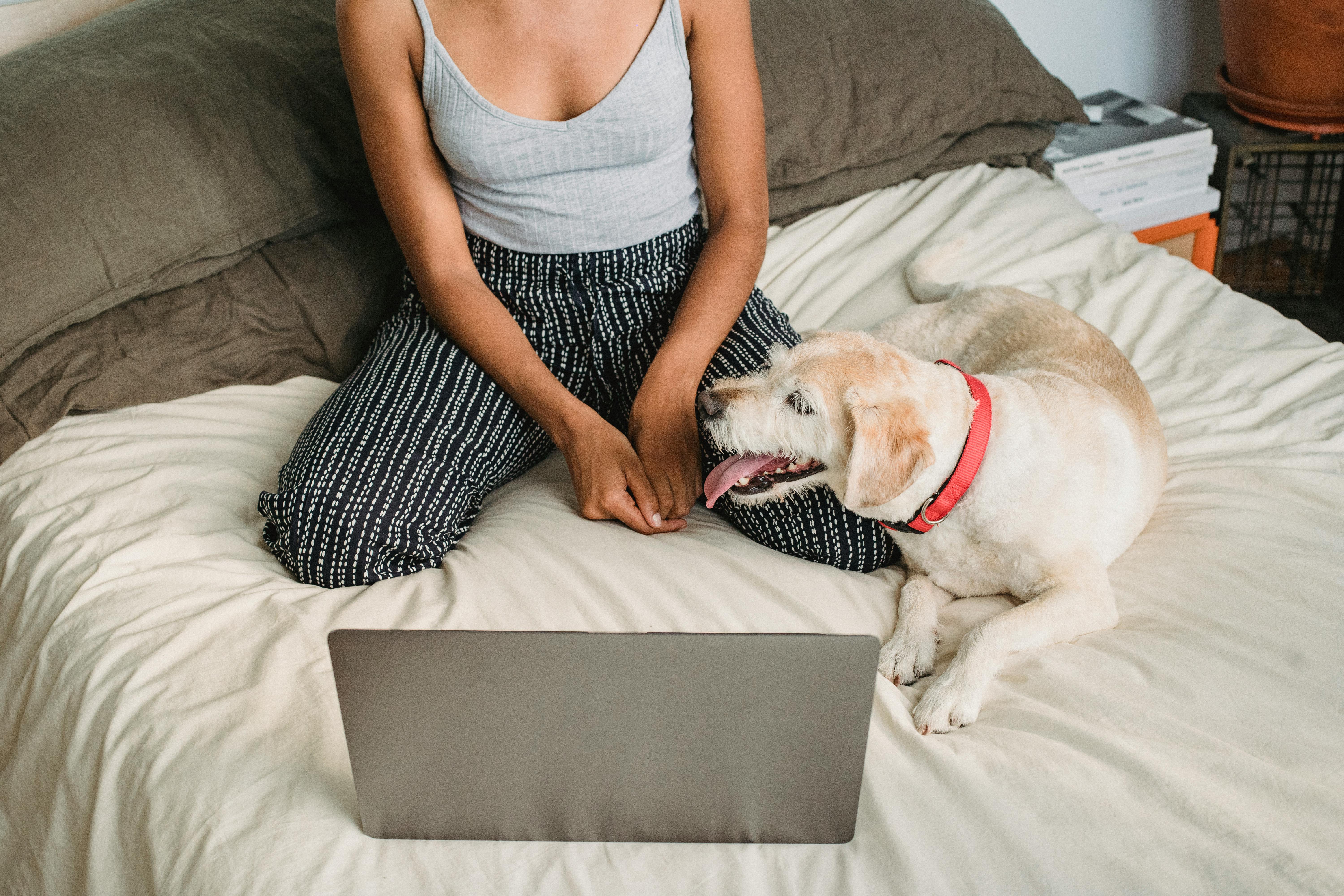 Responsible Dog Rehoming