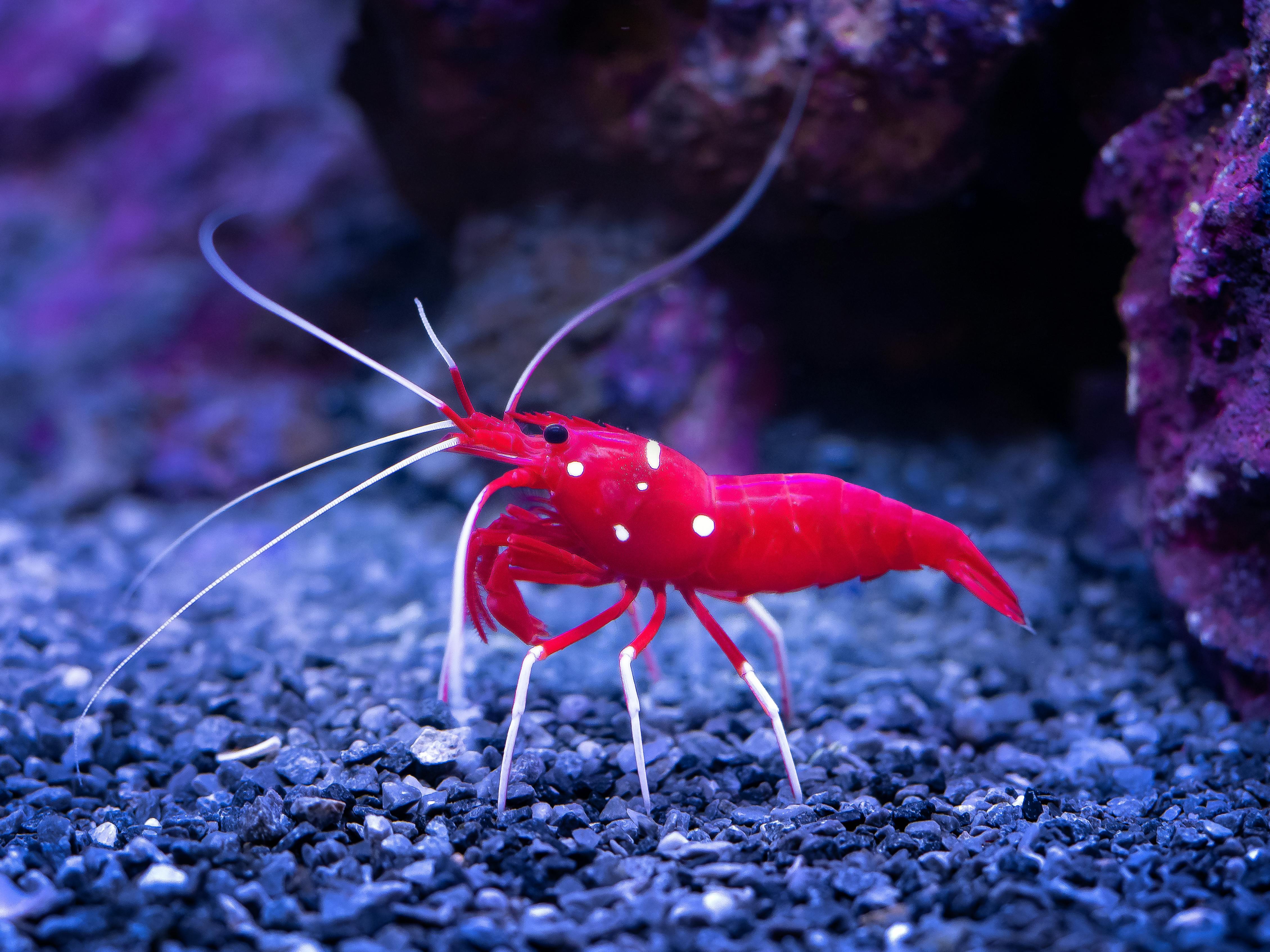 Effective Ways to Get Rid of Ants in Kitchen This 2025