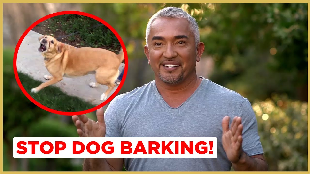 Techniques to Control Barking