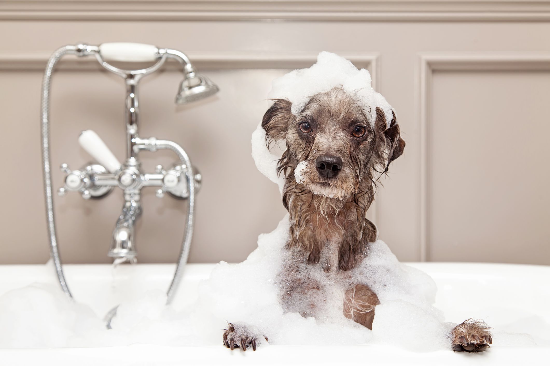 Dog Bathing Tips