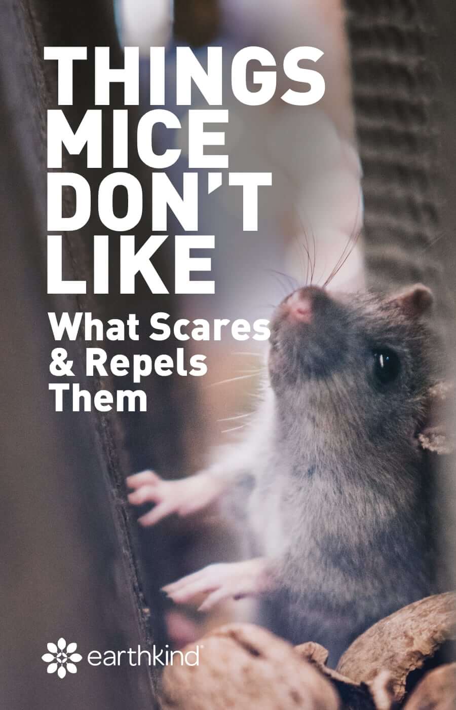 Effective Ways to Repel Mice