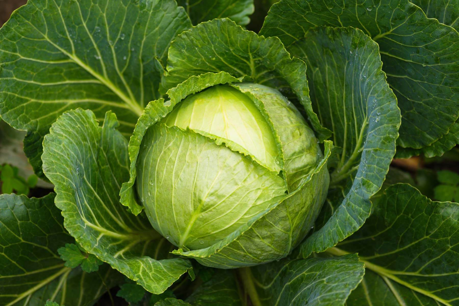 How to Grow Cabbage