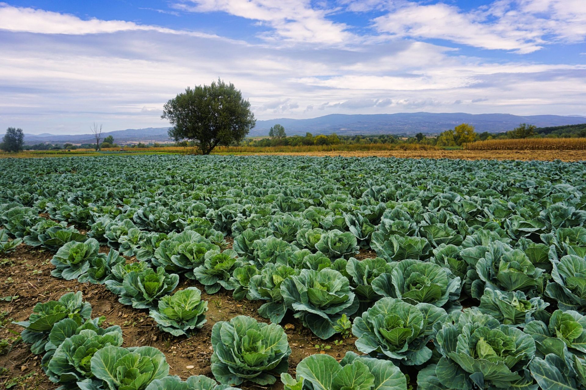 Growing cabbage in a garden