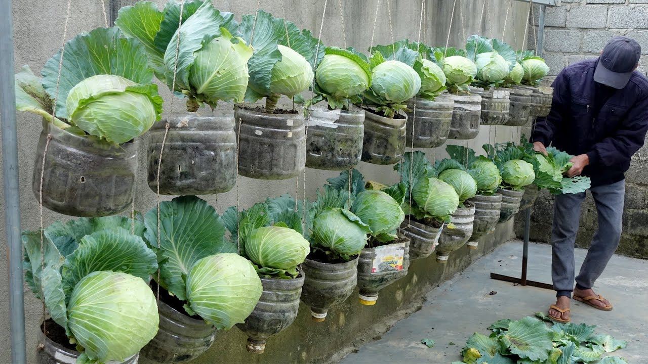 Cabbage ready for harvest