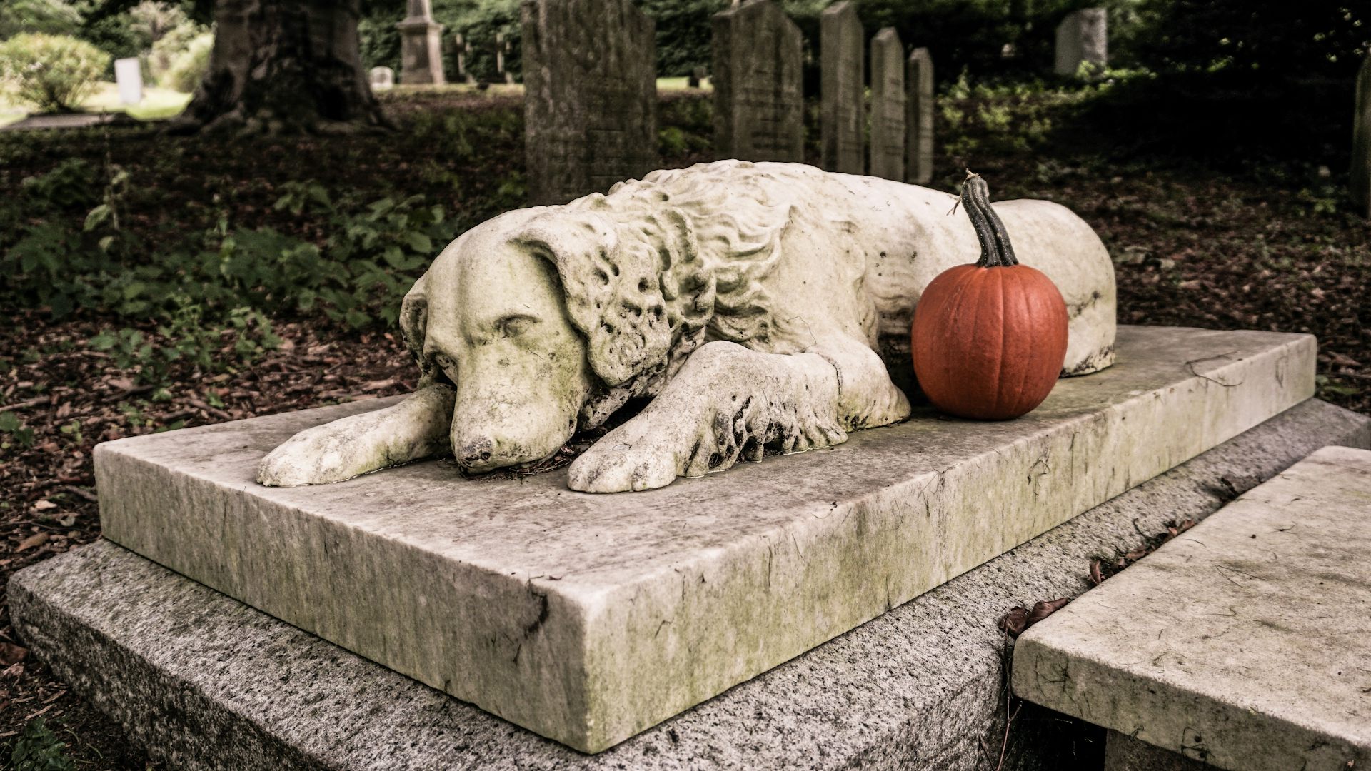 Dog Burial Process