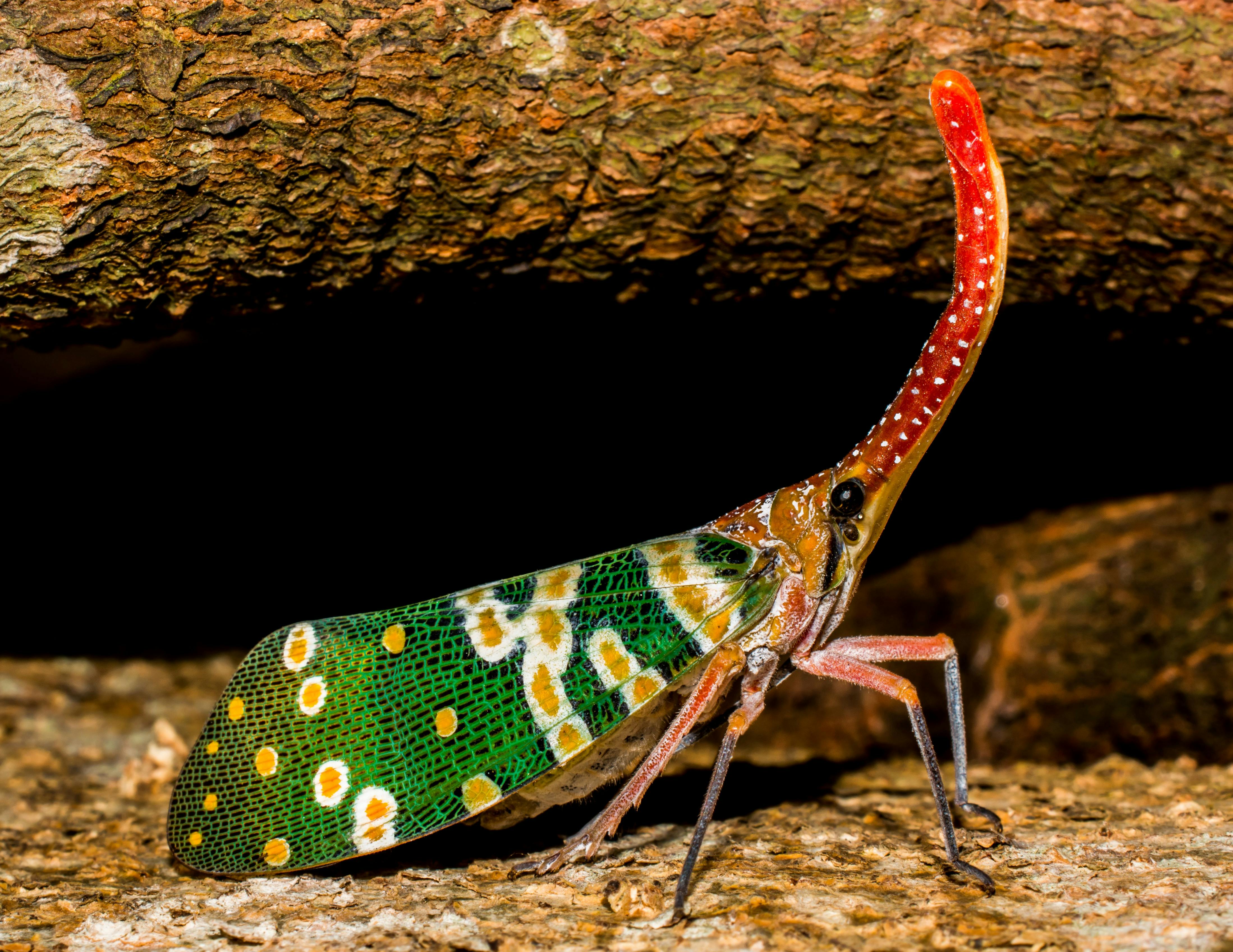 How to kill Spotted Lanternfly