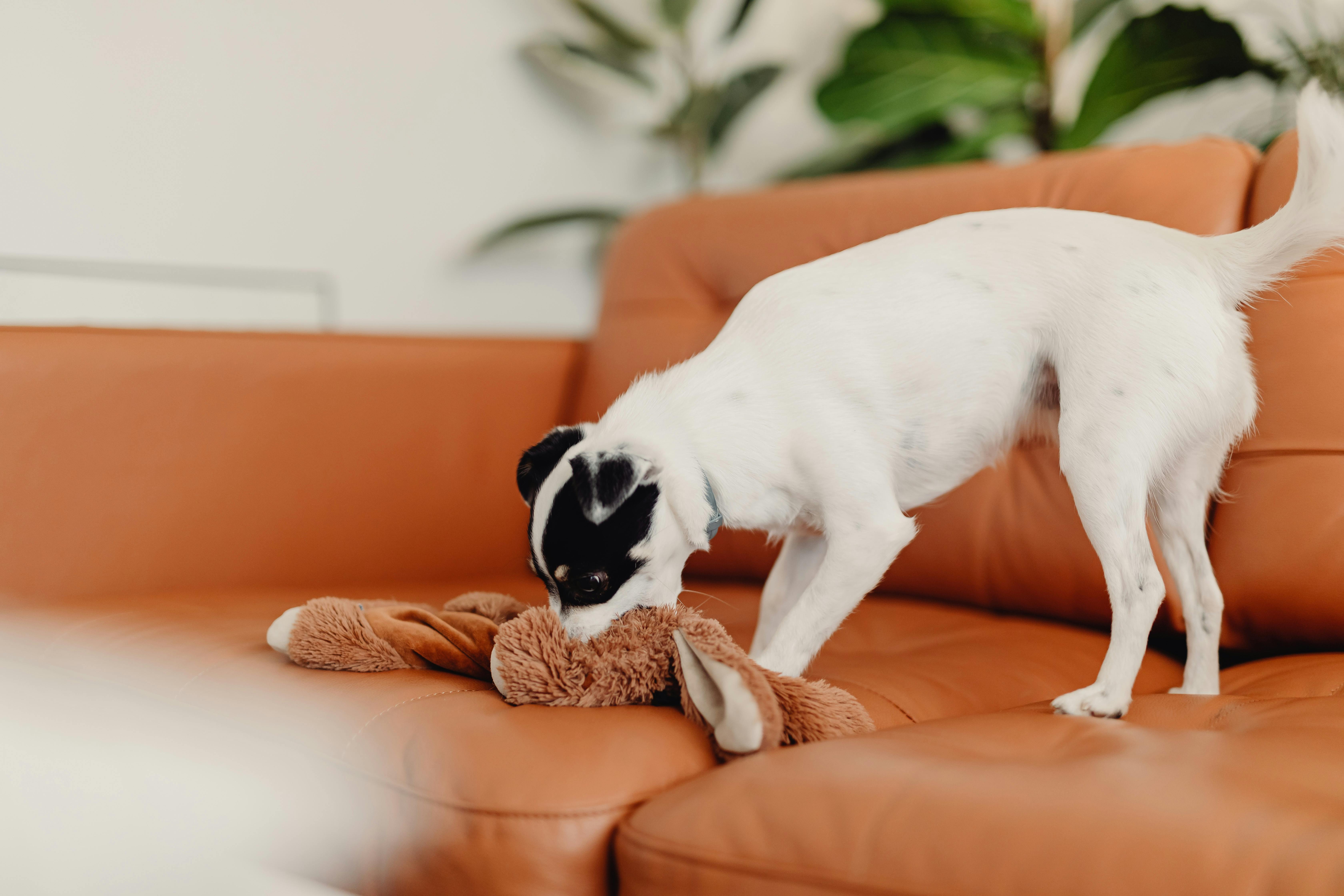 Puppy Biting Prevention