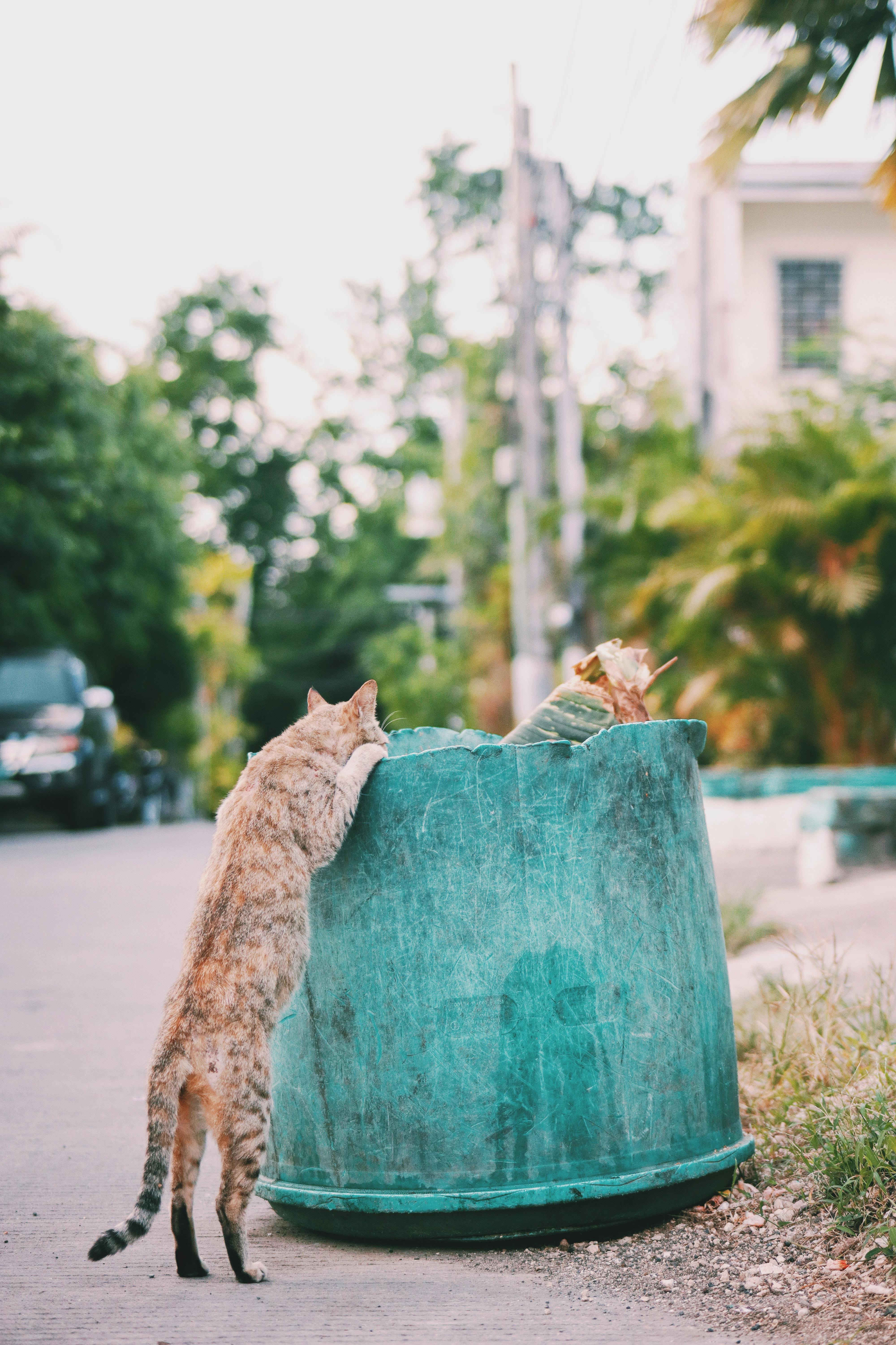 Effective Cat Repellent Solutions