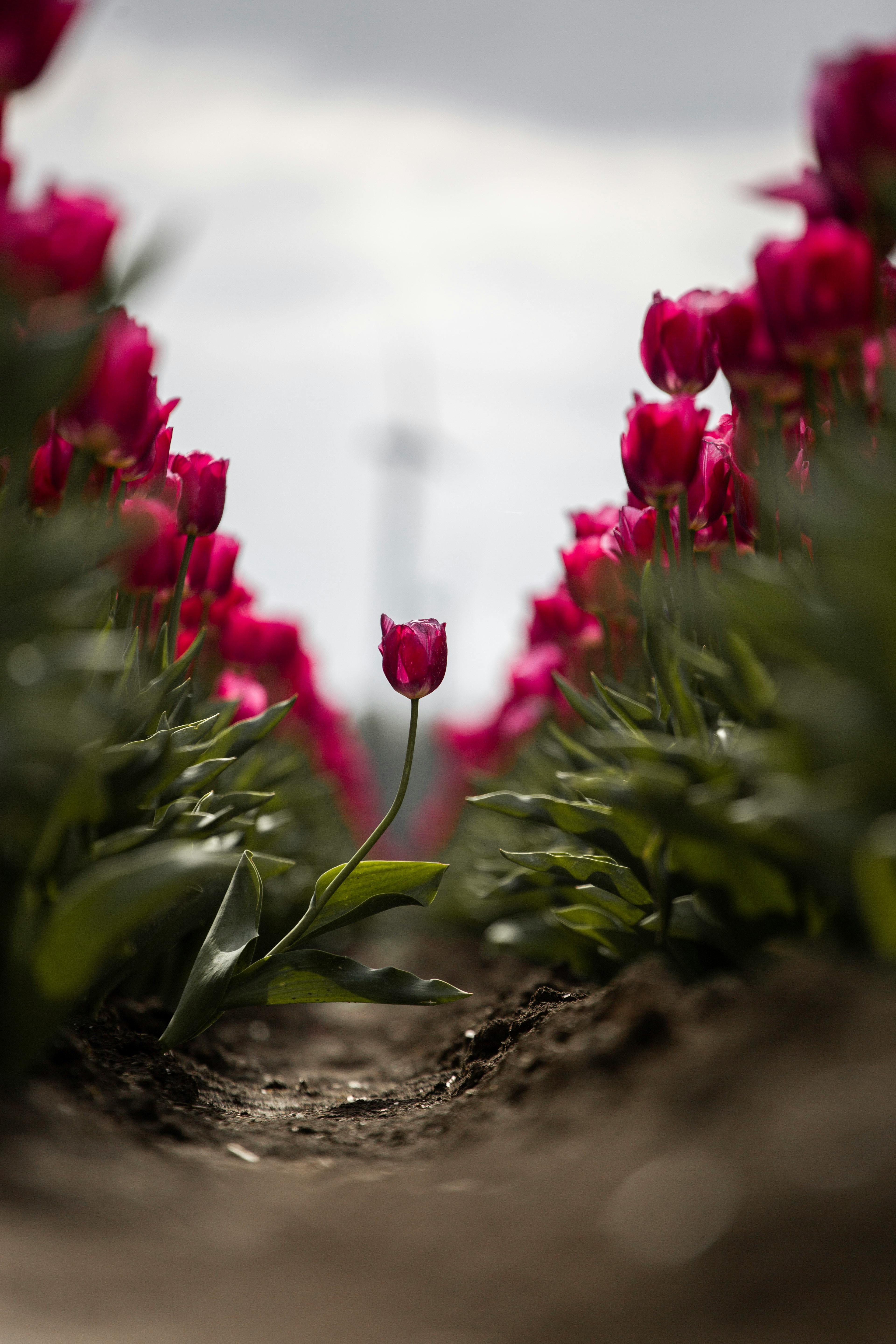 Beautiful spring garden with bulbs